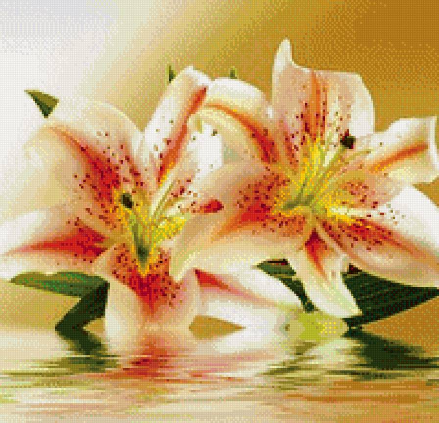 лилии-отражение - цветы, лилии - предпросмотр