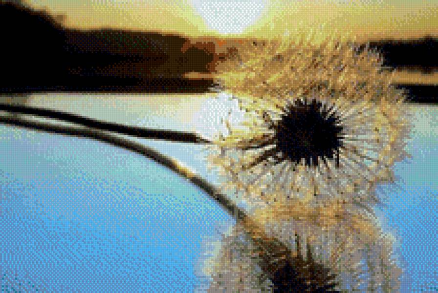 одуванчик-отражение - цветы - предпросмотр