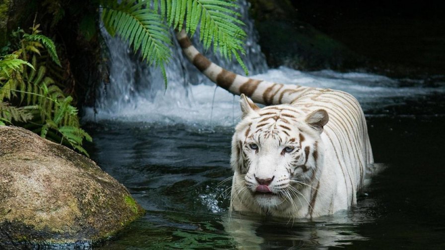 Белый тигр - вода, хищник, река, тигр - оригинал