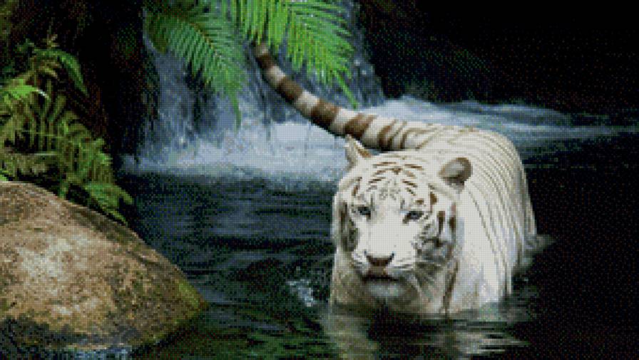 Белый тигр - вода, тигр, река, хищник - предпросмотр