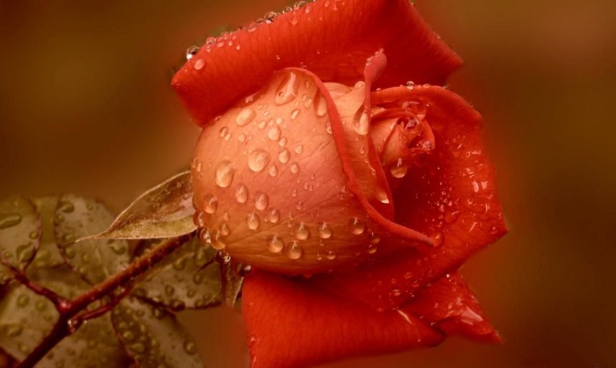 Красная роза - розы, цветы - оригинал