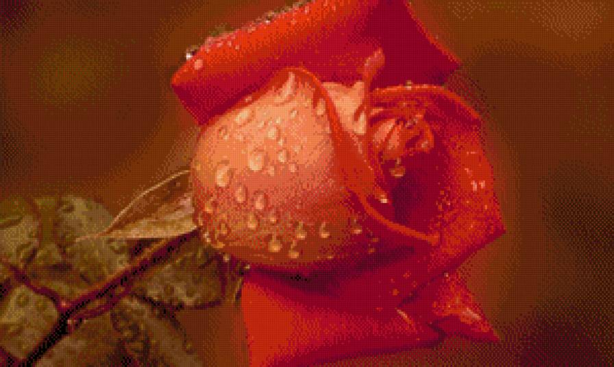 Красная роза - розы, цветы - предпросмотр