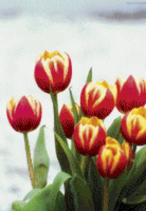 тюльпаны - тюльпаны, цветы - предпросмотр