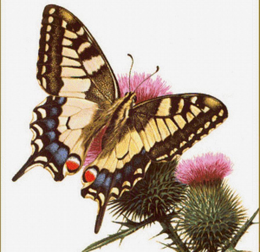 бабочка - цветы, бабочка - предпросмотр