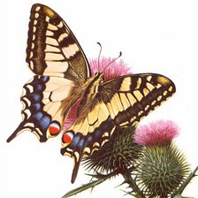 Оригинал схемы вышивки «бабочка» (№978673)