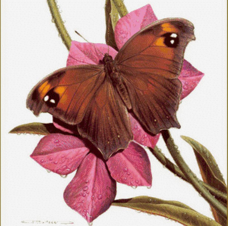 бабочка - бабочка, цветы - предпросмотр