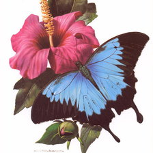 Оригинал схемы вышивки «бабочка» (№978688)