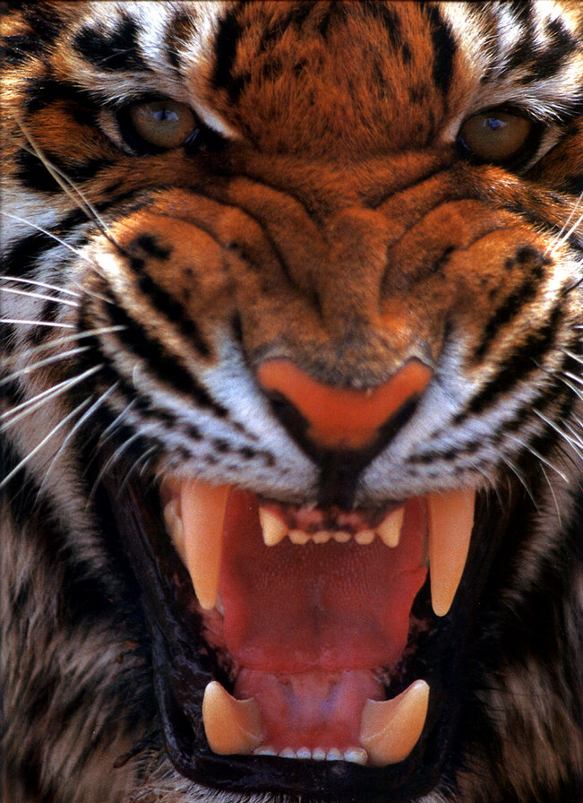 тигр - тигр, хищники, животные - оригинал