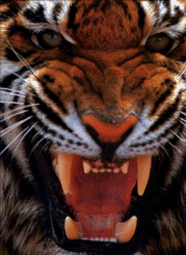 тигр - тигр, хищники, животные - предпросмотр