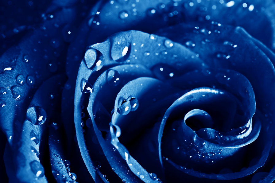 синяя роза - роза, синяя роза, синий - оригинал