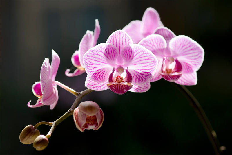 Орхидея розовая - орхидея, розовый - оригинал