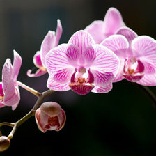 Оригинал схемы вышивки «Орхидея розовая» (№981620)