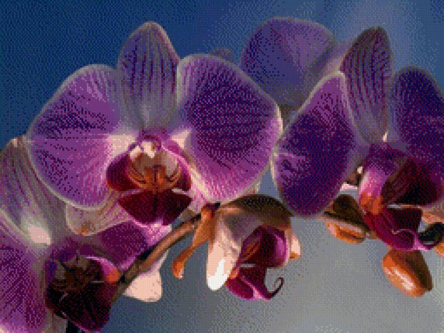 Орхидея, красивый фон - орхидея, цветы - предпросмотр