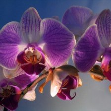 Оригинал схемы вышивки «Орхидея, красивый фон» (№981626)