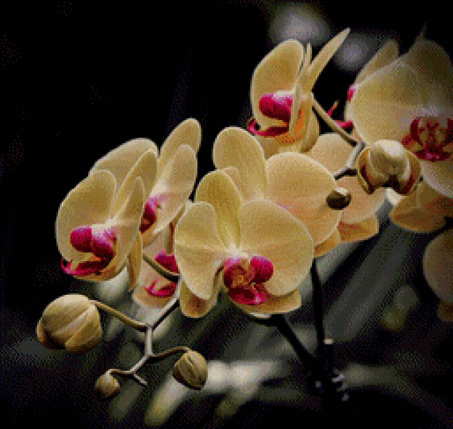 Кремовая орхидея - орхидея, цветы - предпросмотр