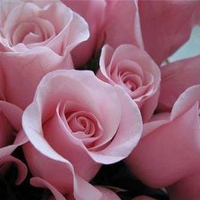 Оригинал схемы вышивки «Розовые розы» (№982083)
