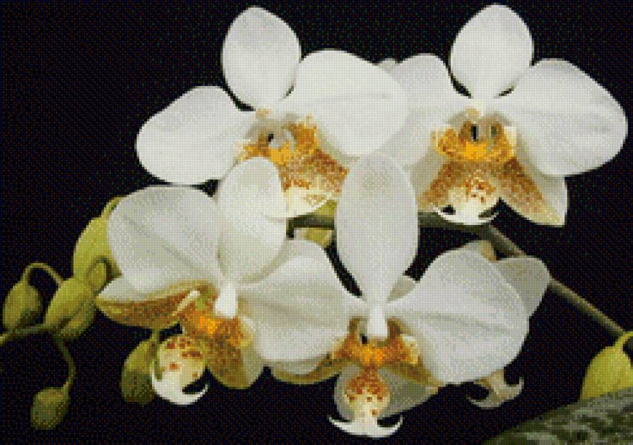 орхидея белая - цветы, орхидея - предпросмотр