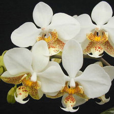 Оригинал схемы вышивки «орхидея белая» (№983284)