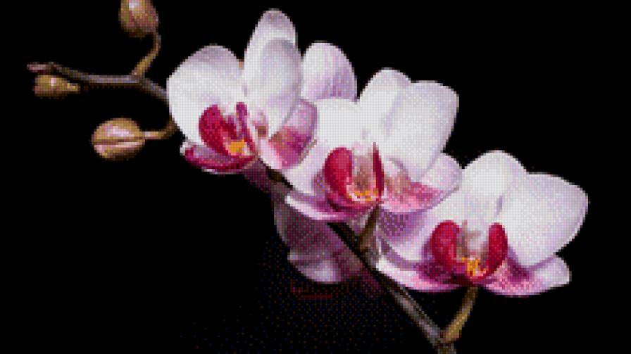 розовая орхидея - цветы, орхидея - предпросмотр