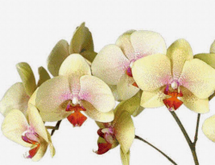 желтые орхидеи - орхидеи, цветы - предпросмотр