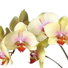 Оригинал схемы вышивки «желтые орхидеи» (№983290)
