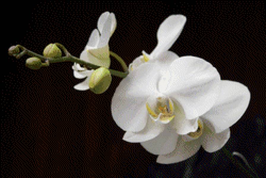 белая орхидея - орхидея, цветы - предпросмотр