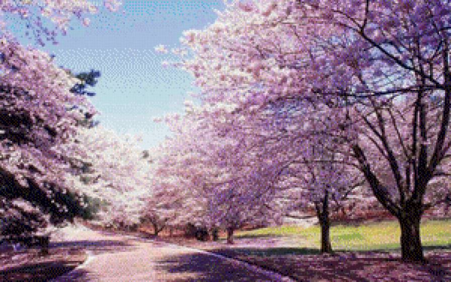 Пейзаж Сакура - пейзаж, сакура, весна - предпросмотр
