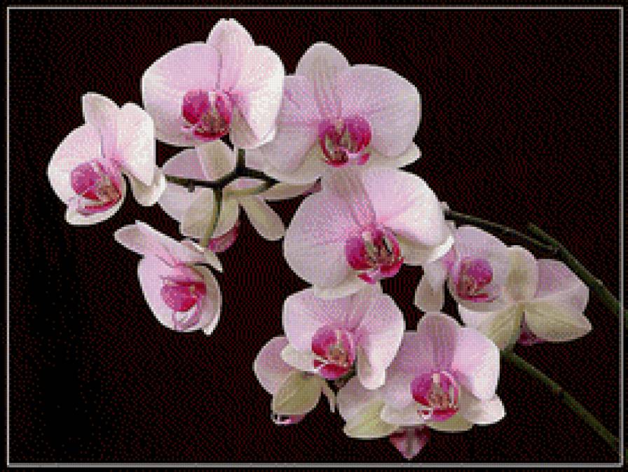 розовая орхидея - цветы, орхидея - предпросмотр