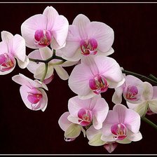 розовая орхидея