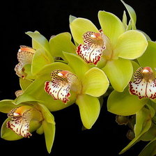 Оригинал схемы вышивки «орхидея цимбидиум» (№984014)