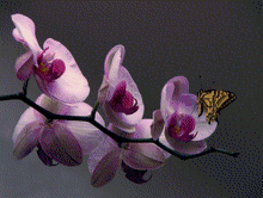 орхидея на сером - цветы, орхидея - предпросмотр