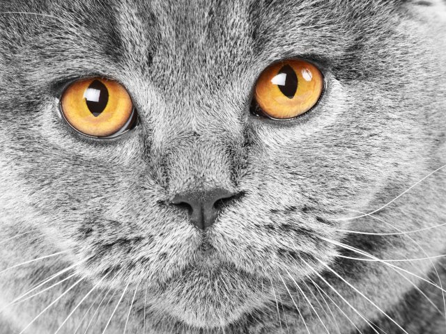 Кот - животное, кот, котик, большие глаза - оригинал
