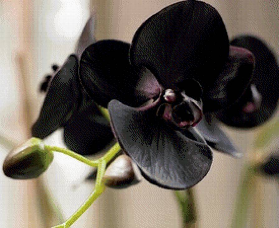 Черная красавица орхидея - цветы, орхидея - предпросмотр