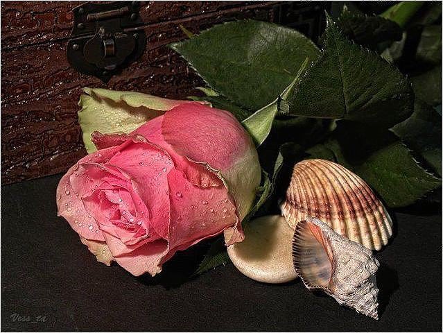 роза и ракушки - роза, цветы, ракушки - оригинал