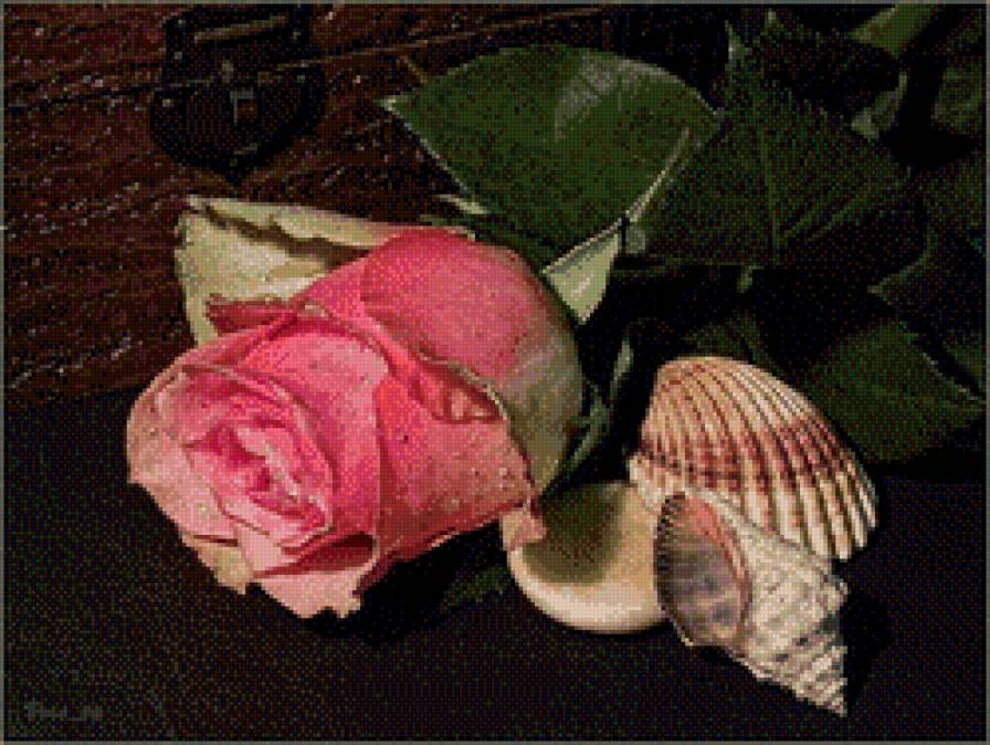 роза и ракушки - цветы, ракушки, роза - предпросмотр