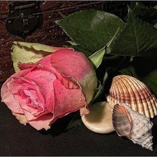 Схема вышивки «роза и ракушки»