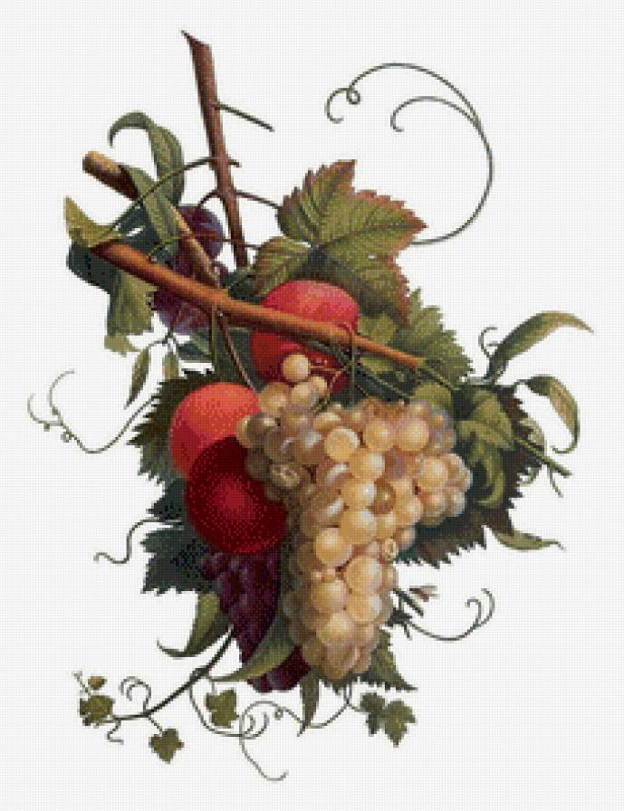 Гроздь винограда - фрукты, виноград, ассорти - предпросмотр