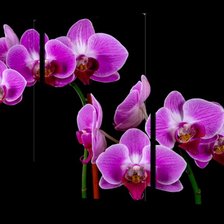 Схема вышивки «орхидеи на черном фоне»