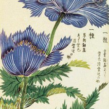 Оригинал схемы вышивки ««Honzo Zufu [Blue Flower]»» (№987862)