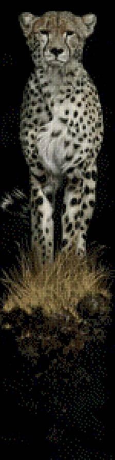 cheetah - котик, гепард, монохром - предпросмотр