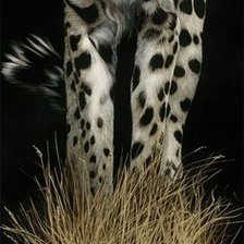 Оригинал схемы вышивки «cheetah» (№988486)