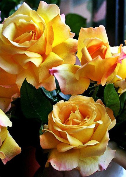жёлтые розы - цветы, букеты, розы - оригинал