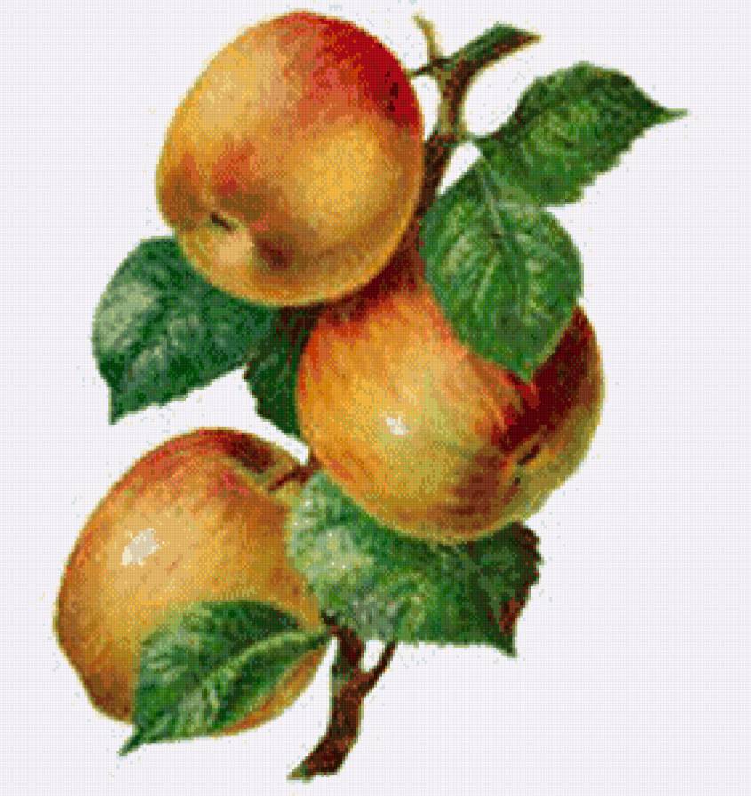 серия "фрукты" - яблоки., фрукты - предпросмотр