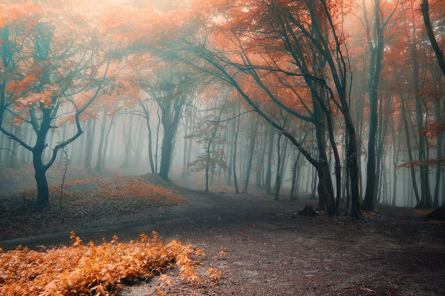 Туманная осень - деревья, туман, осень - оригинал
