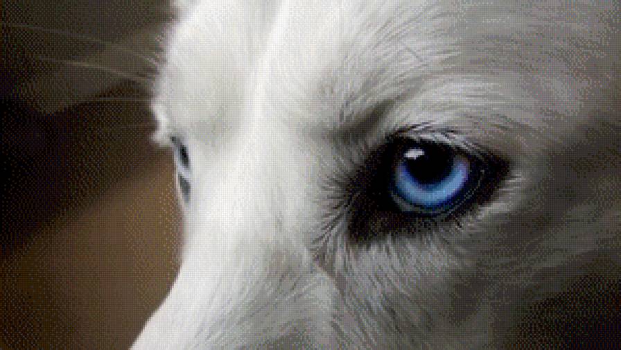 Голубой глаз волка - предпросмотр