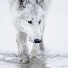 Оригинал схемы вышивки «Белый волк» (№993681)