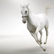 Оригинал схемы вышивки «Белый конь» (№993682)