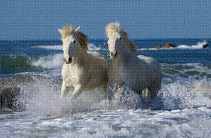 Пара белых коней - конь, лошадь, вода - предпросмотр
