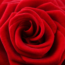 Оригинал схемы вышивки «Красная роза» (№995739)
