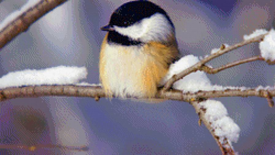 птичка на ветке - зима, птицы - предпросмотр